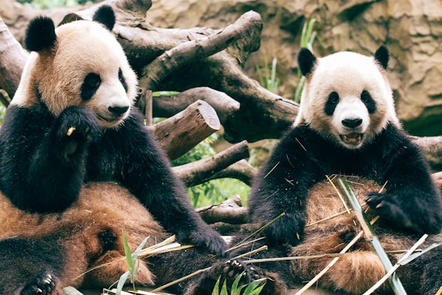 Take the grandkids to see these wacky pandas